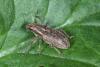 Sitona puncticollis